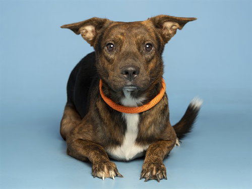TIPPY, a dog for adoption from Arizona Humane Society - Campus for Compassion