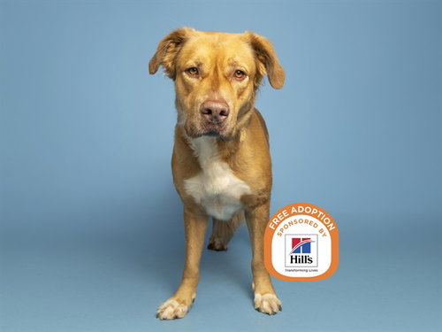 BILL, a dog for adoption from Arizona Humane Society - Campus for Compassion