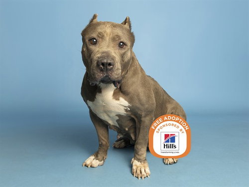 MONA, a dog for adoption from Arizona Humane Society - Campus for Compassion