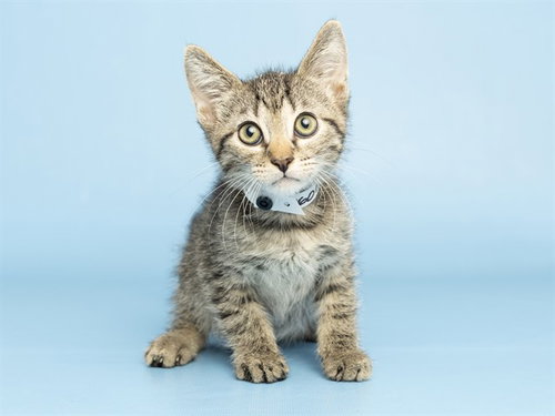 KEN, a cat for adoption from Arizona Humane Society - Campus for Compassion