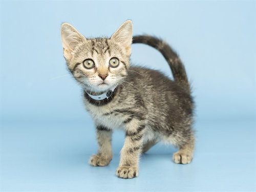 BARBIE, a cat for adoption from Arizona Humane Society - Campus for Compassion