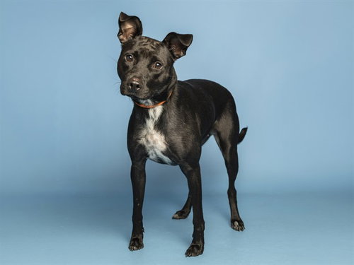 BETHANY, a dog for adoption from Arizona Humane Society - Campus for Compassion