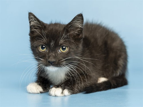 JOY, a cat for adoption from Arizona Humane Society - Campus for Compassion