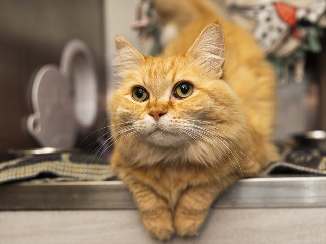 King, Domestic Medium Hair