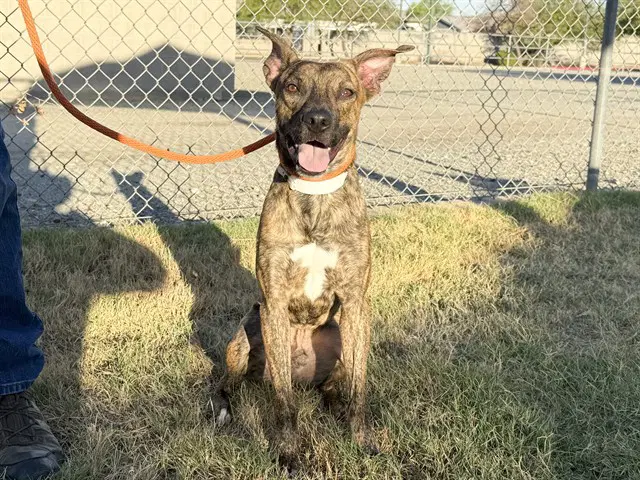 Pablo - American Pit Bull Terrier
