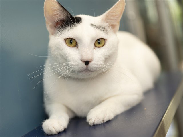 Oliver, Domestic Short Hair