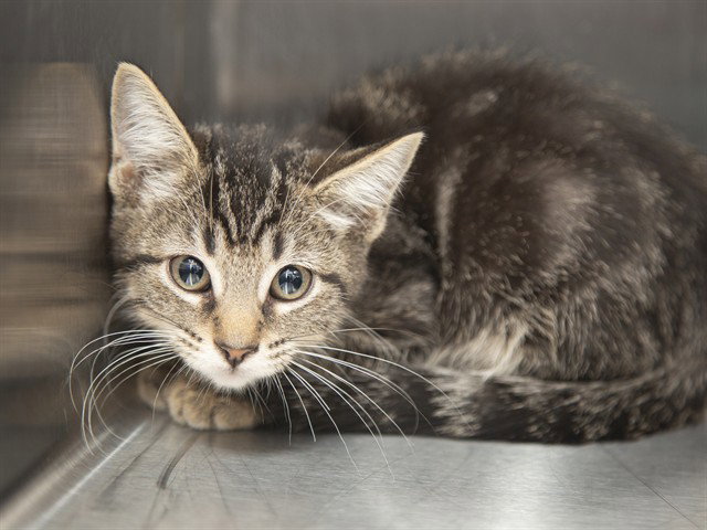 Moana, Domestic Short Hair