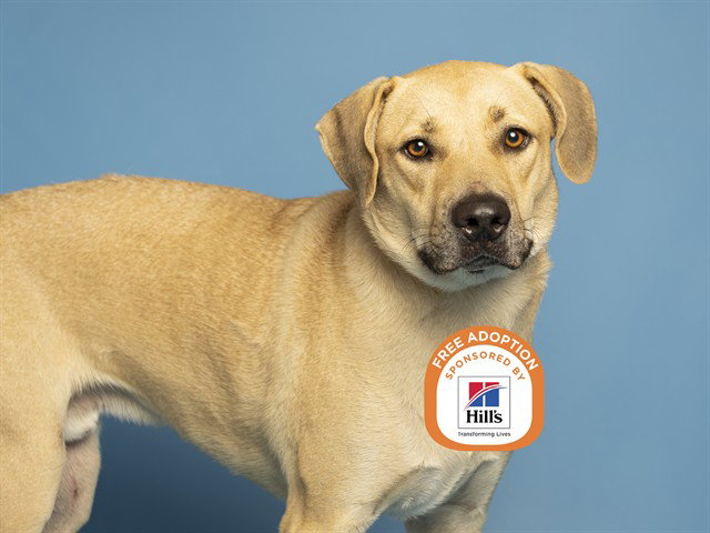 Junior, Labrador Retriever