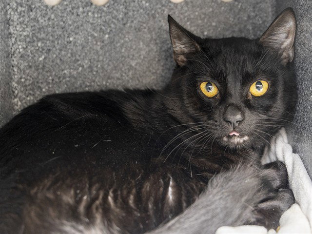 Bradley, Domestic Short Hair
