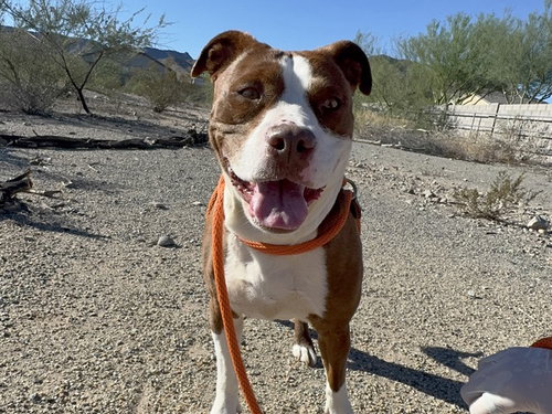 ATHENA, a dog for adoption from Arizona Humane Society - Campus for Compassion