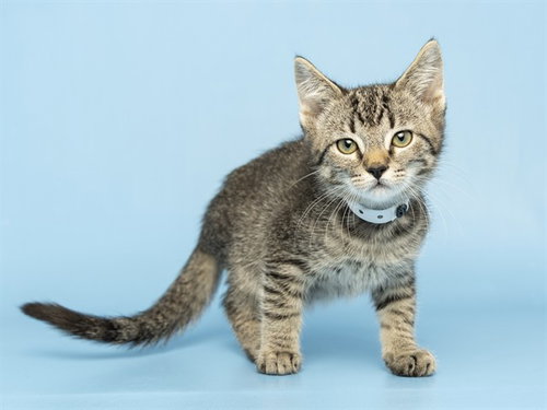 JOHN SIMBA, a cat for adoption from Arizona Humane Society - Campus for Compassion
