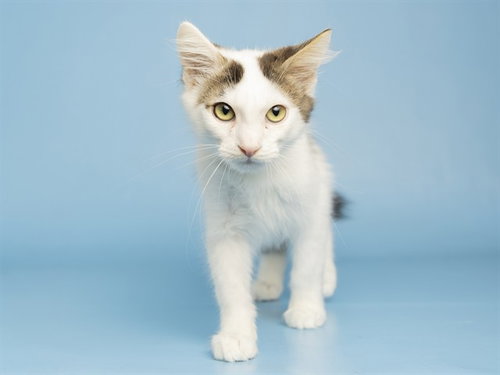 HUEY, a cat for adoption from Arizona Humane Society - Campus for Compassion