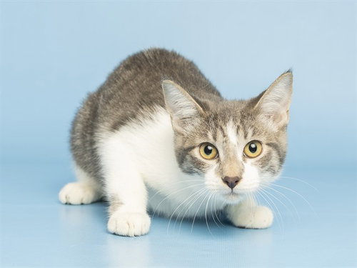 PINKY, a cat for adoption from Arizona Humane Society - Campus for Compassion