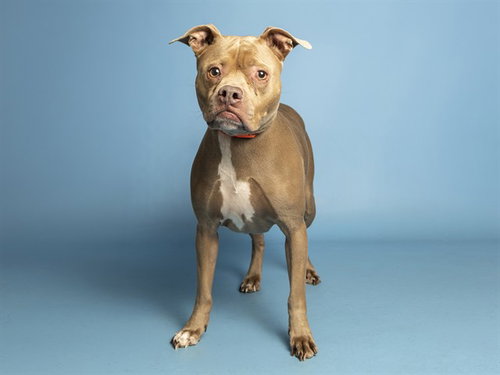 MARGARET, a dog for adoption from Arizona Humane Society - Campus for Compassion