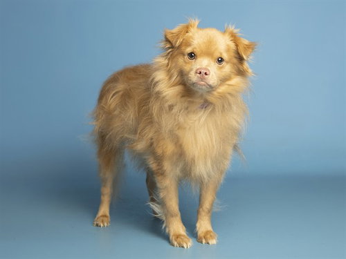 POMPI, a dog for adoption from Arizona Humane Society - Campus for Compassion