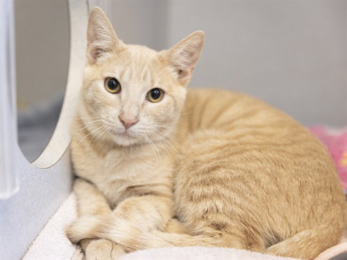 HERCULES, a cat for adoption from Arizona Humane Society - Campus for Compassion