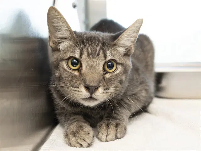 Meowvin - Domestic Short Hair