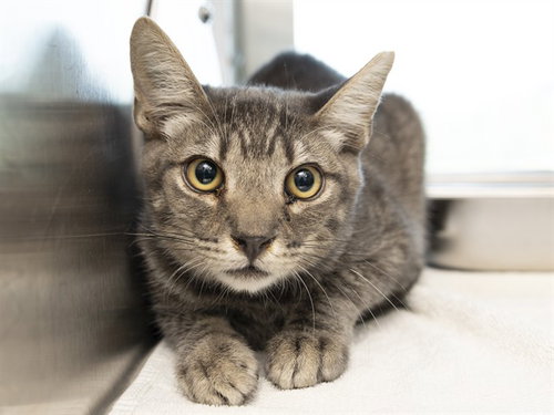MEOWVIN, a cat for adoption from Arizona Humane Society - Campus for Compassion