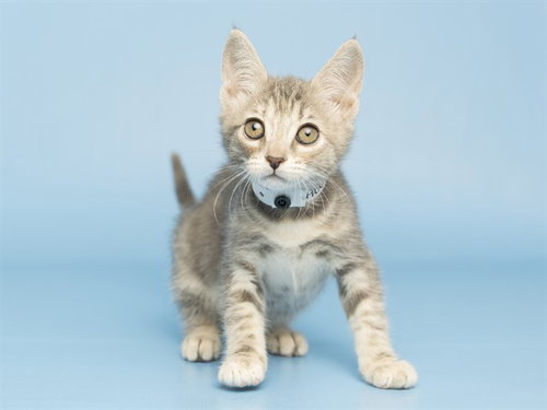 PETAL, a cat for adoption from Arizona Humane Society - Campus for Compassion