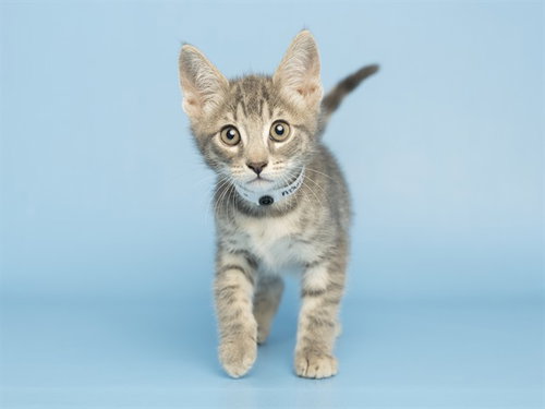 CINNABUN, a cat for adoption from Arizona Humane Society - Campus for Compassion