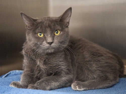 RIO, a cat for adoption from Arizona Humane Society - Campus for Compassion