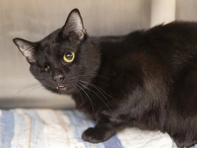 Marty - Domestic Short Hair