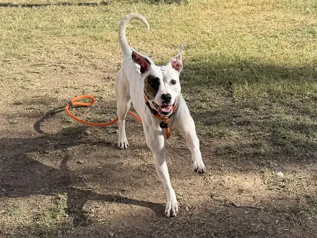 Paisley - American Pit Bull Terrier
