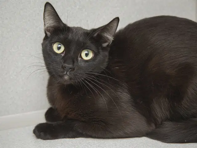 Graham - Domestic Short Hair