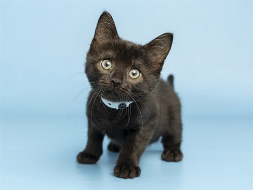 MOONLIGHT, a cat for adoption from Arizona Humane Society - Campus for Compassion