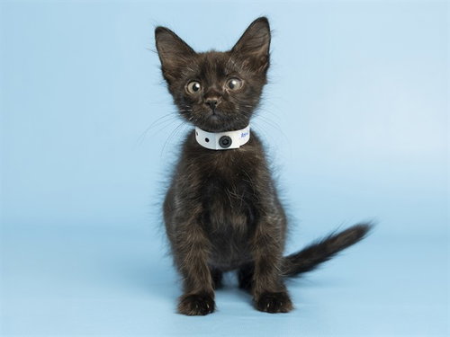 LILY, a cat for adoption from Arizona Humane Society - Campus for Compassion