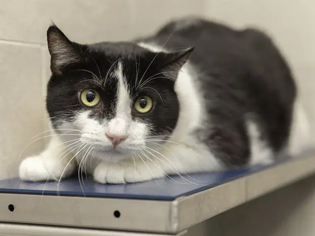 Junior - Domestic Short Hair