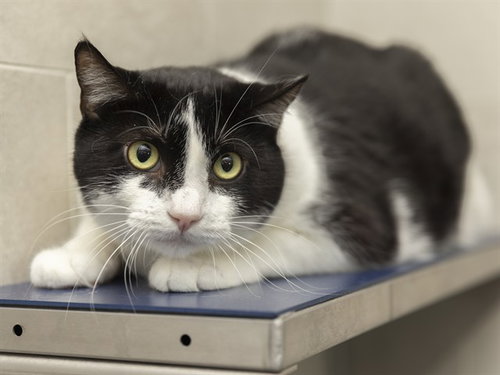 JUNIOR, a cat for adoption from Arizona Humane Society - Campus for Compassion