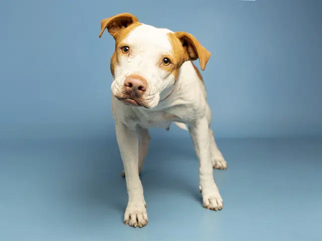 Janis - American Pit Bull Terrier