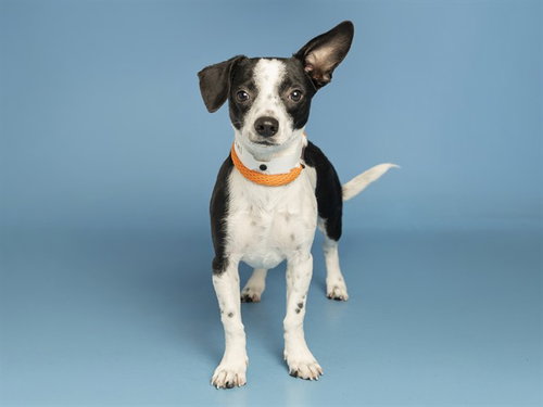 DUKE, a dog for adoption from Arizona Humane Society - Campus for Compassion
