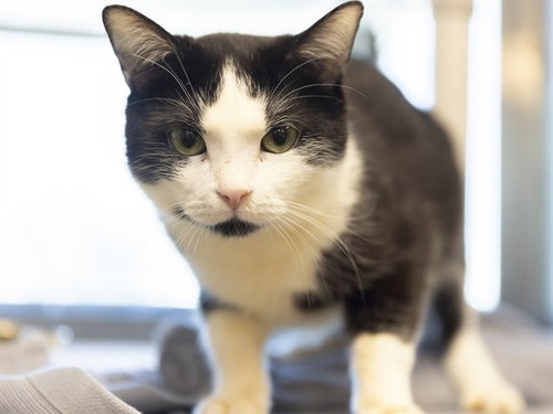 BUDDY, a cat for adoption from Arizona Humane Society - Campus for Compassion