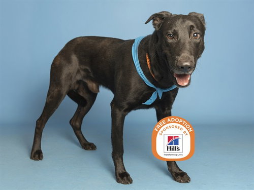 PAULY D, a dog for adoption from Arizona Humane Society - Campus for Compassion