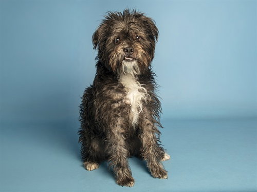 BEAR, a dog for adoption from Arizona Humane Society - Campus for Compassion