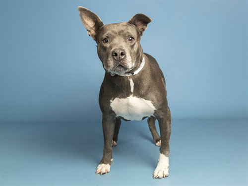 BLUE, a dog for adoption from Arizona Humane Society - Campus for Compassion
