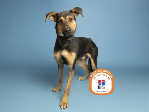 LEONARDO, a dog for adoption from Arizona Humane Society - Campus for Compassion