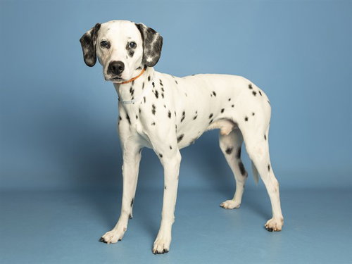 ZIGGY, a dog for adoption from Arizona Humane Society - Campus for Compassion