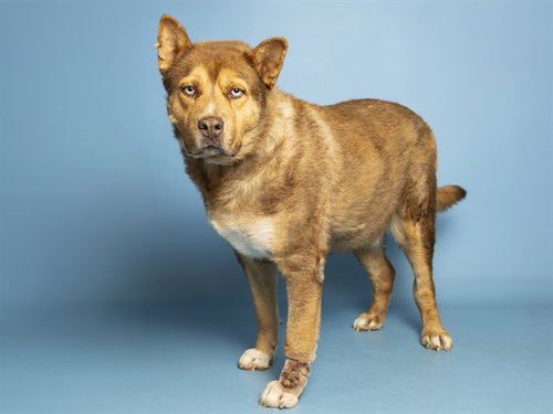 CHURRO, a dog for adoption from Arizona Humane Society - Campus for Compassion