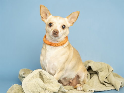 CINDY, a dog for adoption from Arizona Humane Society - Campus for Compassion