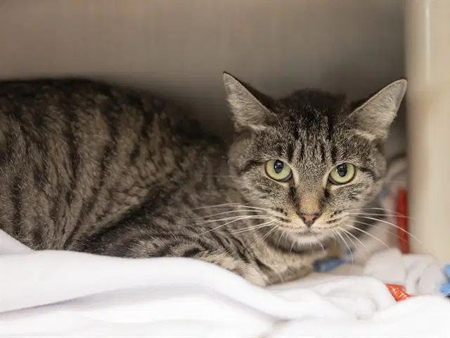 Chavela - Domestic Short Hair