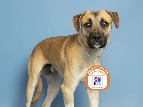 SAM, a dog for adoption from Arizona Humane Society - Campus for Compassion