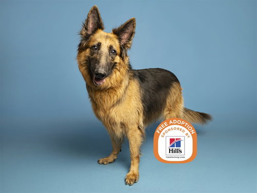 BIRDIE, a dog for adoption from Arizona Humane Society - Campus for Compassion