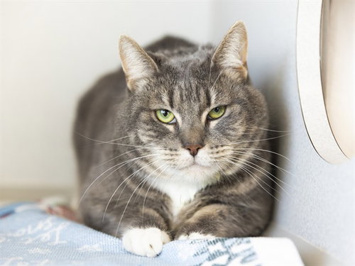MERDITH, a cat for adoption from Arizona Humane Society - Campus for Compassion