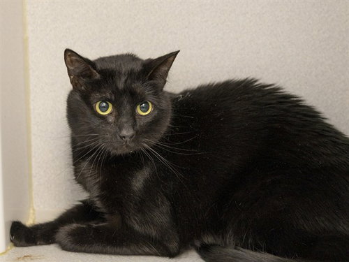 BINX, a cat for adoption from Arizona Humane Society - Campus for Compassion
