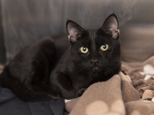 ZORA, a cat for adoption from Arizona Humane Society - Campus for Compassion