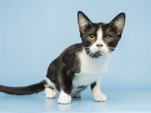 PETE, a cat for adoption from Arizona Humane Society - Campus for Compassion