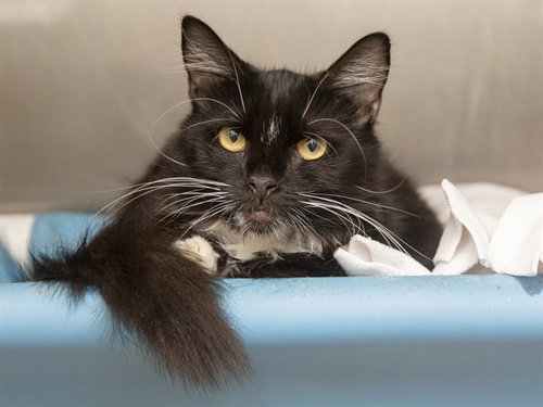 TOTO, a cat for adoption from Arizona Humane Society - Campus for Compassion